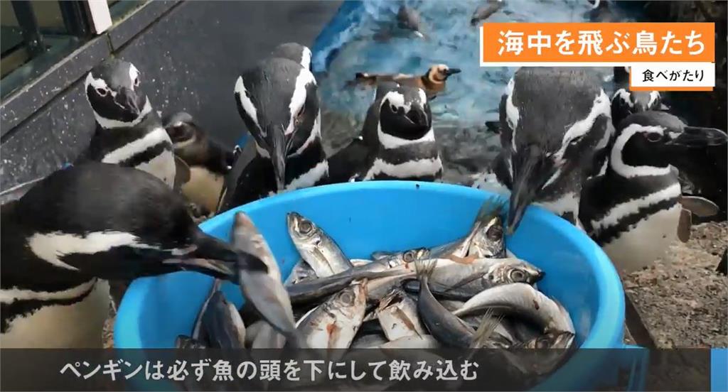 麥哲倫企鵝進入繁殖季　新潟上越水族館喜迎１７隻企鵝寶寶