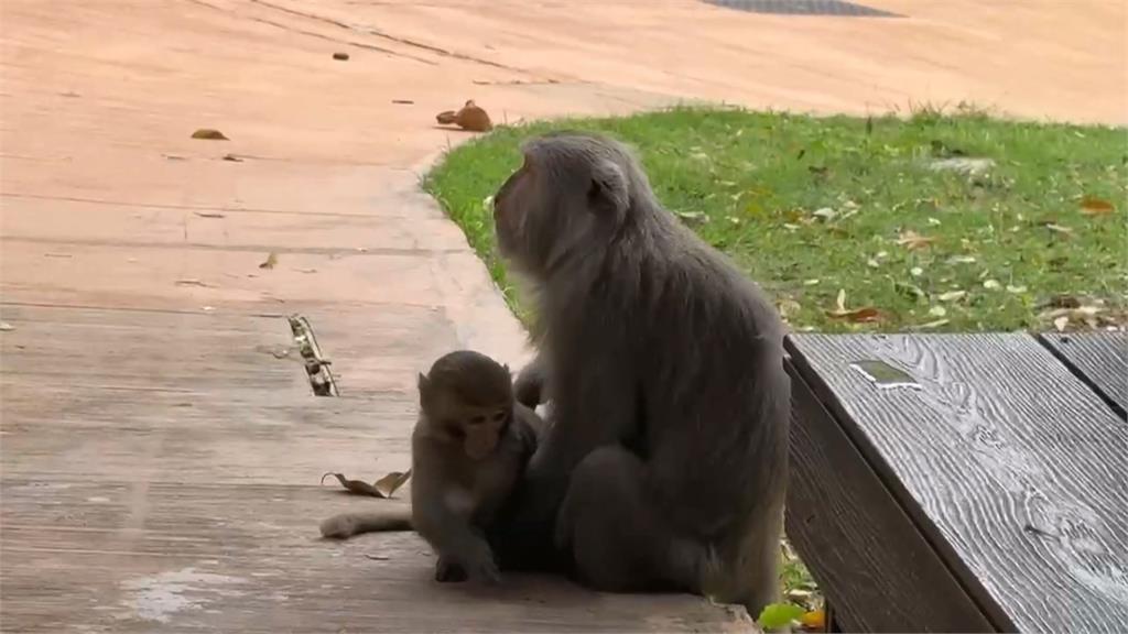 壽山動物園獼猴「跳身上」搶飲料 小朋友驚聲尖叫