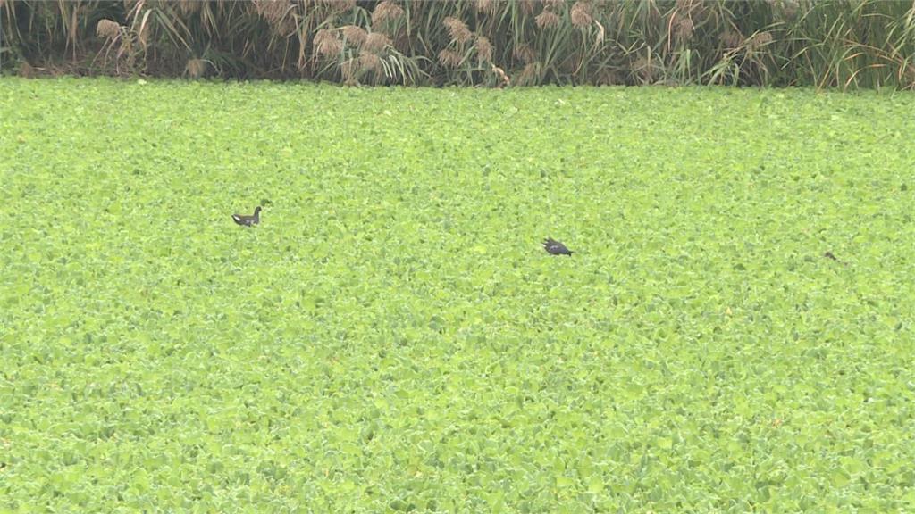 水芙蓉大爆發占據新竹水資源公園　瀕危鳥類棲息不易