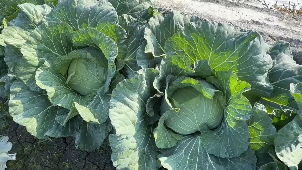 加拿大見"台灣高麗菜"寫中國生產 廠商回應網友傻眼