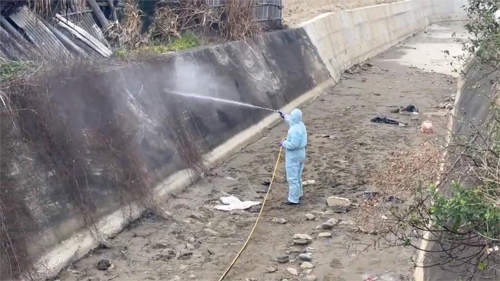 畫面怵目驚心!  後龍鎮大排驚見「百隻死雞」嚇壞民眾