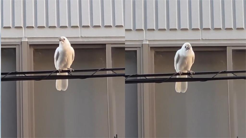京都電線桿驚見「純白烏鴉」掀千萬朝聖!震驚日網:神明使者來了…