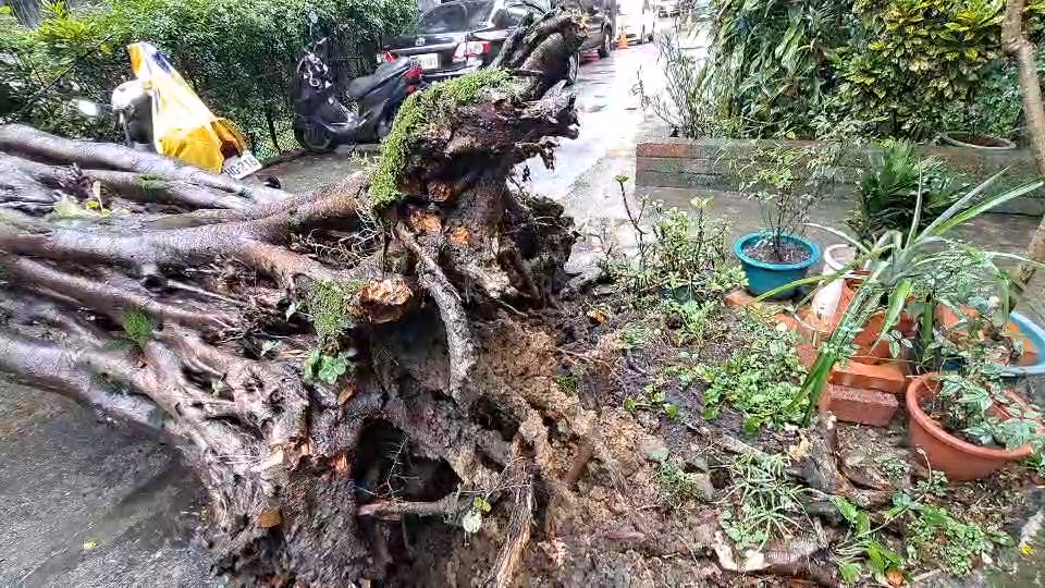 快新聞／畫面曝光！基隆百年老榕樹整根倒塌　機車慘遭壓毀