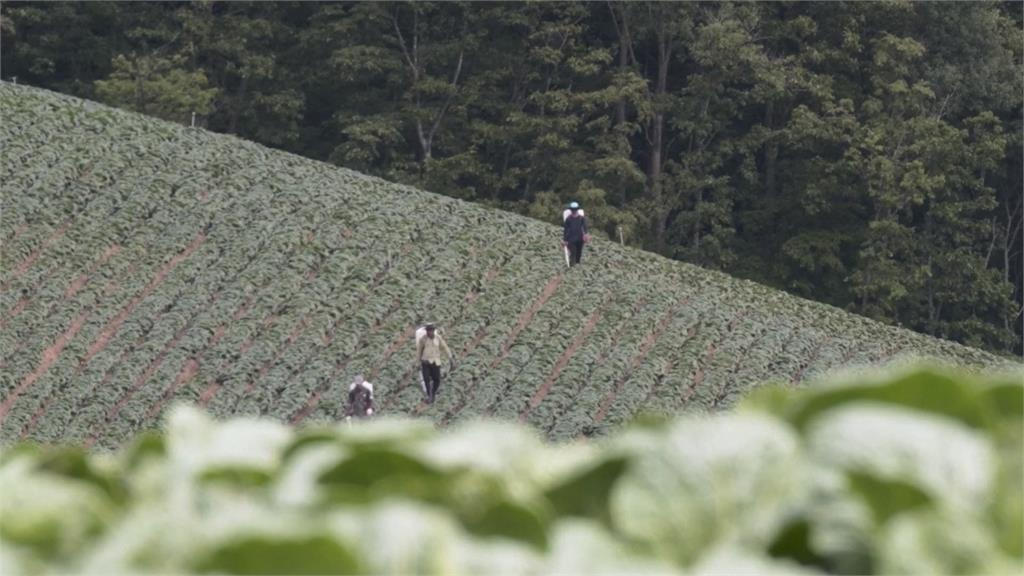 南韓恐吃不到泡菜了? 全球暖化影響「大白菜」生長