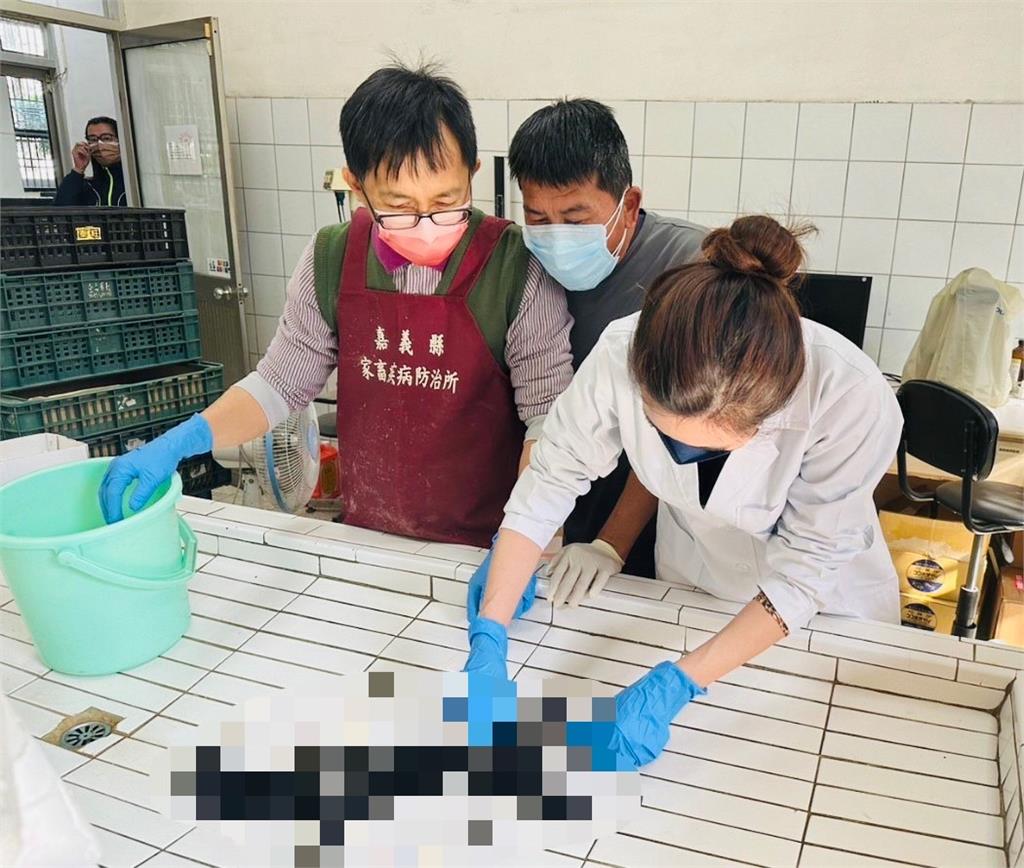嘉義獼猴把狗當兒養?小黑狗遺體掛樹「胃部空、脊椎拉斷」遭餓死