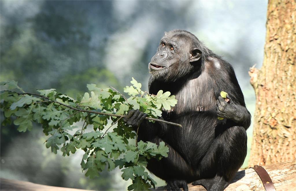 其他靈長類有機會進化成人？研究：黑猩猩掌握「這1人類特有戰術」