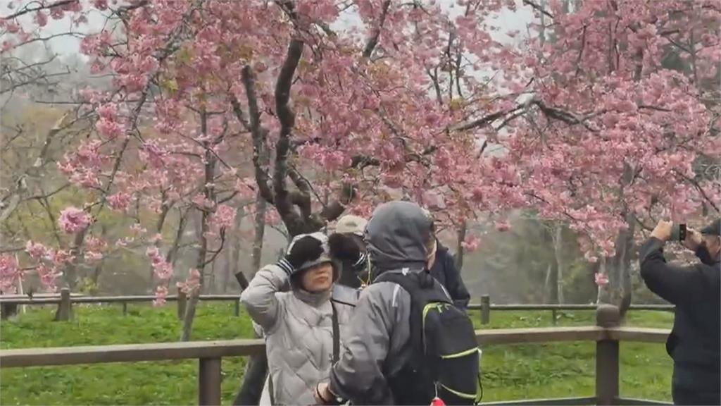 2026阿里山花季浪漫登場　31種櫻花品系已陸續綻放