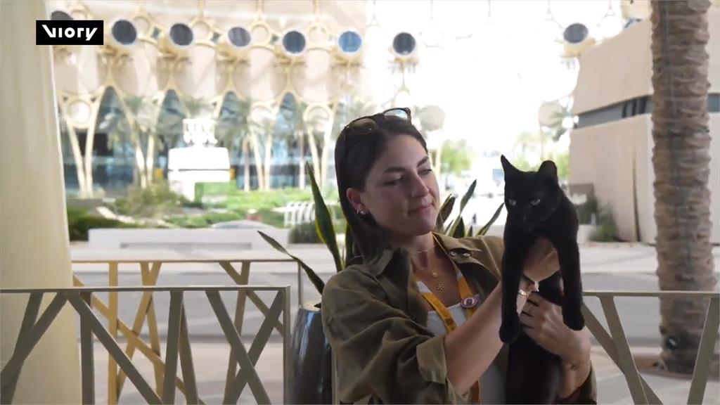 浪浪國家養!杜拜世博城「動物友善」 都市角落打造舒適貓屋包吃包住