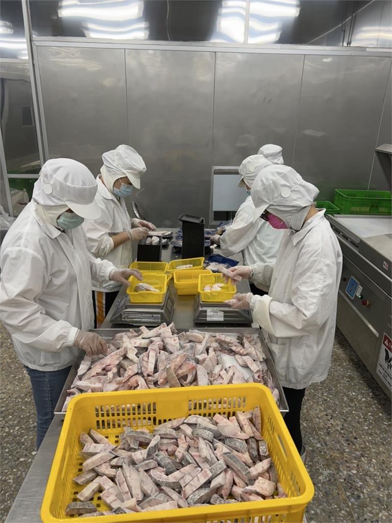 成功開拓日本市場 臺灣養殖龍虎斑今獲准輸日