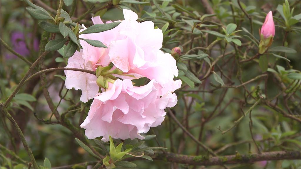 「馬上出花」！ 萬金杜鵑花展登場　侯友宜邀全民來賞花