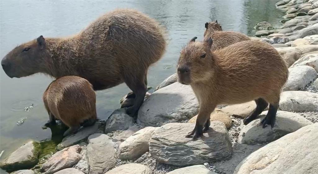 最萌防颱畫面!飼料引誘水豚君進入避難小屋竟沒用