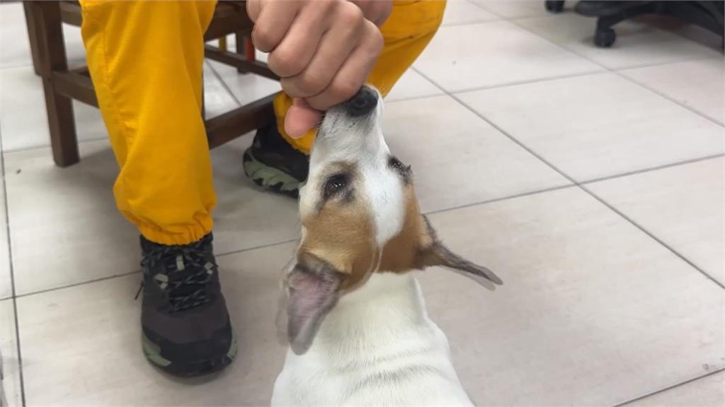 搜救犬Wilson疑遭虐死爭議　妹妹Chubby現身屏東！網喊：好好對待