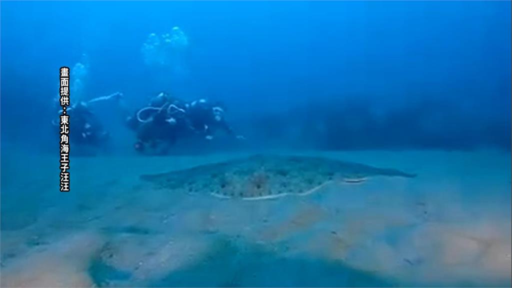 深澳海域浮潛拍到活的「皇帶魚」 專家:可遇不可求