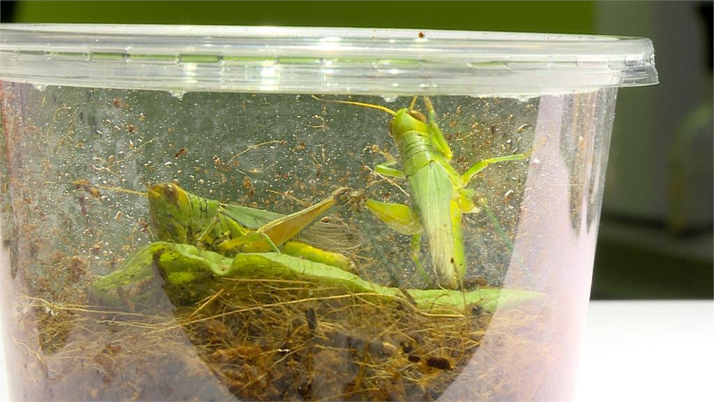 新北多區驚見「蝗蟲」現蹤! 菜販憂:又要蝗害了嗎?