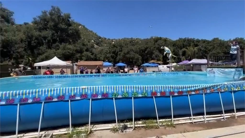 美國聖地牙哥「狗狗跳水大賽」　它飛越11．25公尺再創紀錄