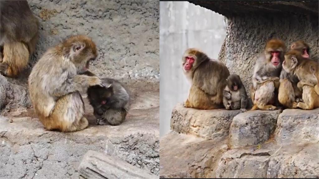 小猴「緊抱娃娃」畫面瘋傳！園方揭開「棄養身世」惹哭網友：希望快點長大