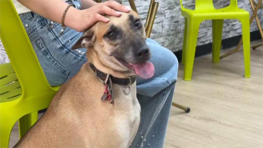 台中飼主控訴鄰居拿石頭丟狗　動保處派員稽查了解