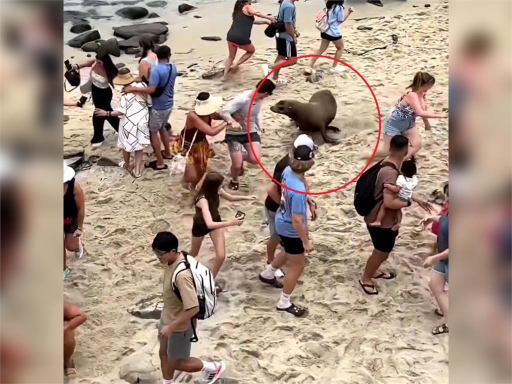 快新聞/加州渡假勝地「海獅追人」?民眾尖叫奔逃 專家曝真相