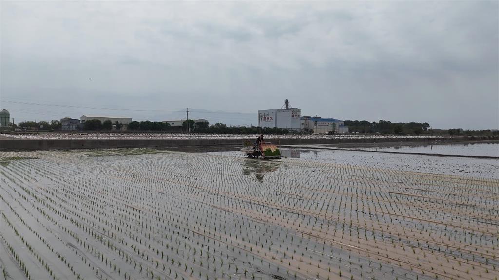 科技除草神兵！科技鴨巡田攪泥滅草　斷福壽螺生路