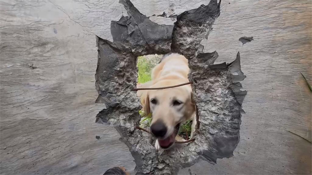 異言堂/搜救犬界的奧運 台灣奪全球第五 領犬員盼政府強化後勤與狗狗照顧