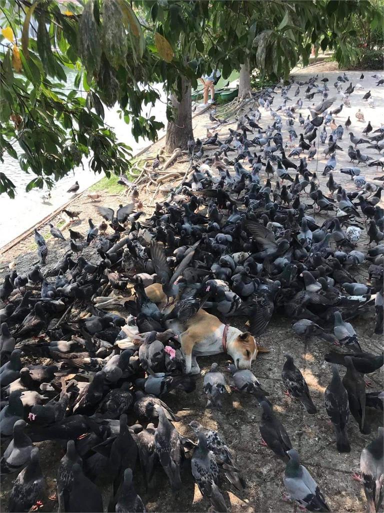 爽狗樹蔭大爆睡狂吸「百鳥朝聖」!紋絲不動「險滅頂」網看傻:確定沒死?