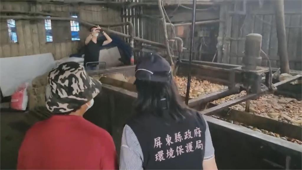 擋非洲豬瘟禁廚餘養豬一個月 屏東黑毛豬改吃飼料
