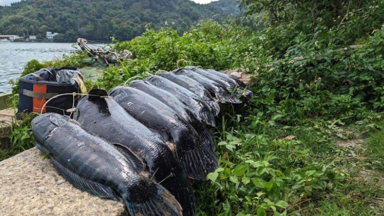 這不是寶可夢！日月潭「超巨鯉魚王」現蹤　他釣中1舉動網狂讚：太佛心