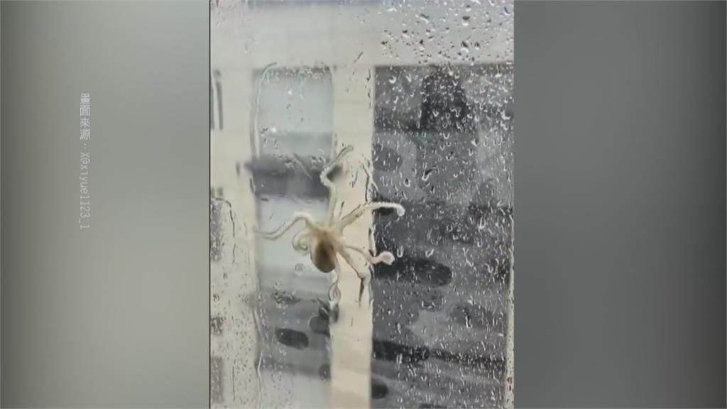 颱風白海豚肆虐「上海淹成海」　北京發暴雨橙色預警