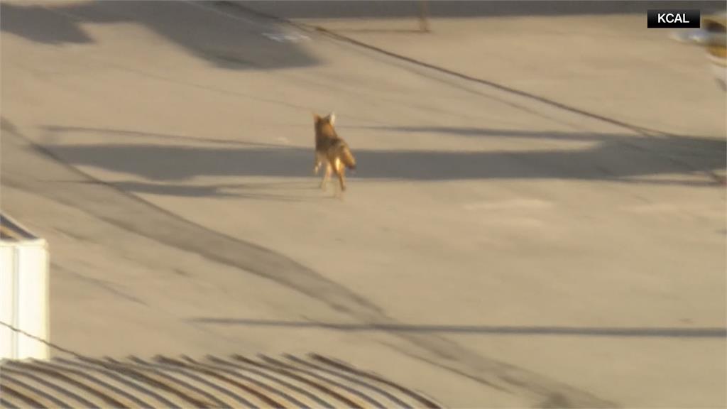 土狼大鬧機場! 飛機跑道上與警車你追我跑