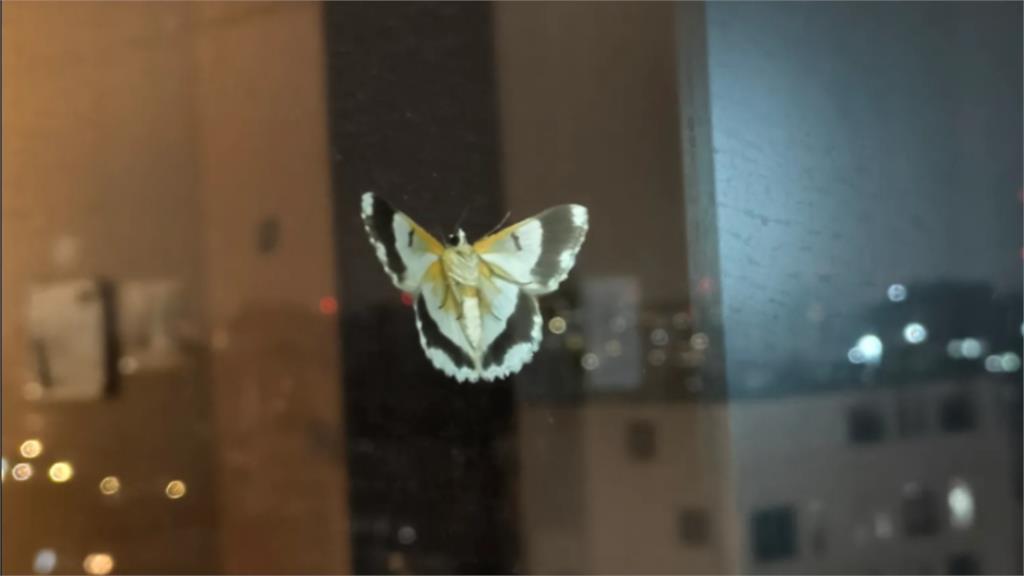 女兒守母親最後一刻！12樓病房外驚見蝴蝶...網友「1句話」逼哭一票人