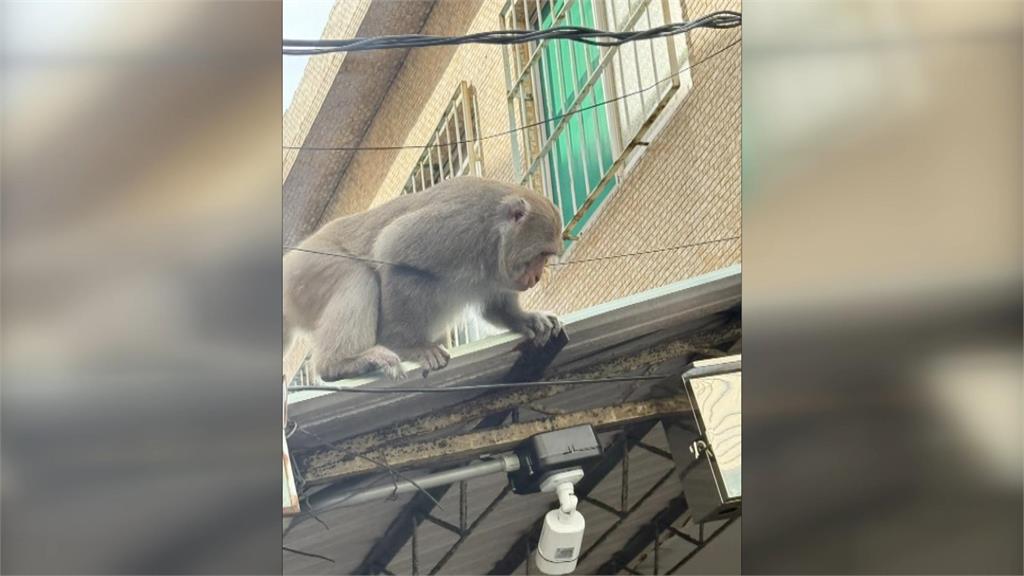 猴群闖入校園小學生超興奮 校方不敢大意宣導防範搶食
