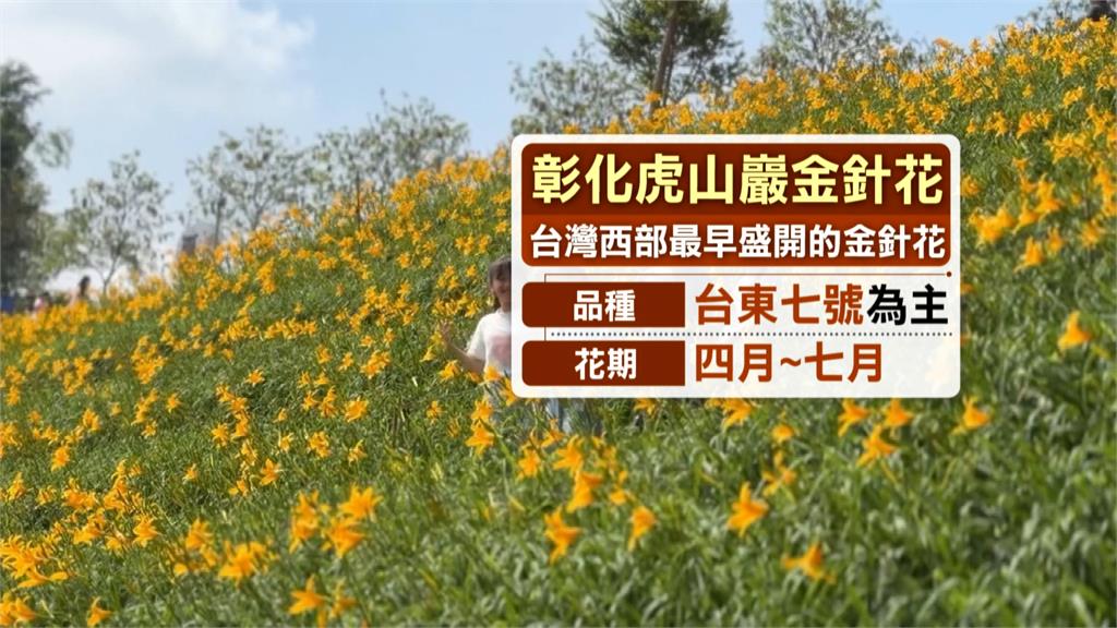 有夠水！　彰化花壇虎山巖「金針花盛開」　湧大批賞花人潮　爆踩踏亂象