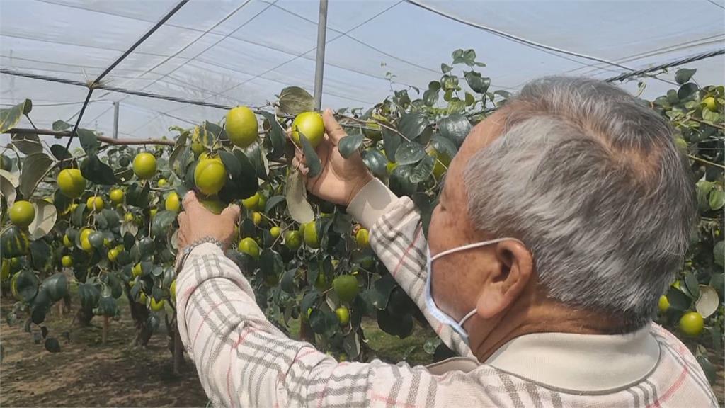 過年前來不及採收 雲林蜜棗農年後開放自採減少損失