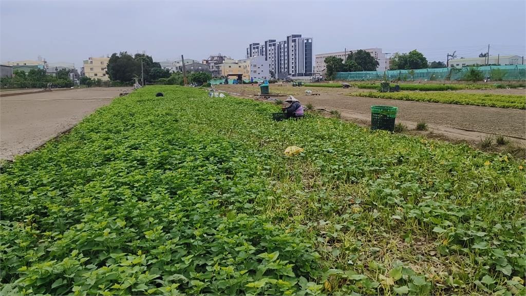 「我菜都泡爛!」農民當面哭訴 陳其邁速向總統提救助