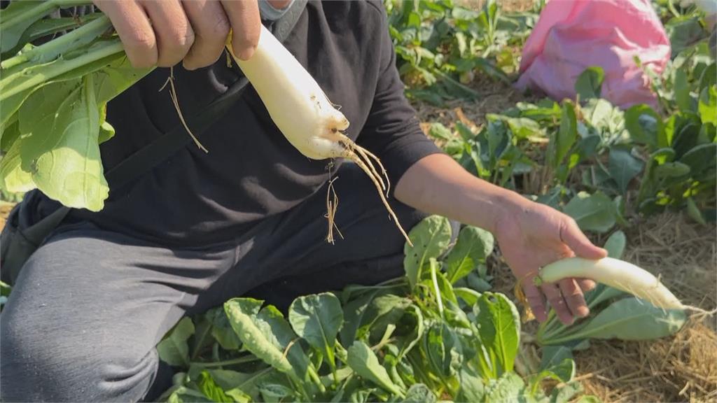 白蘿蔔精華「1部位」別再順手切掉！專家揭驚人價值：維生素A高出2300倍