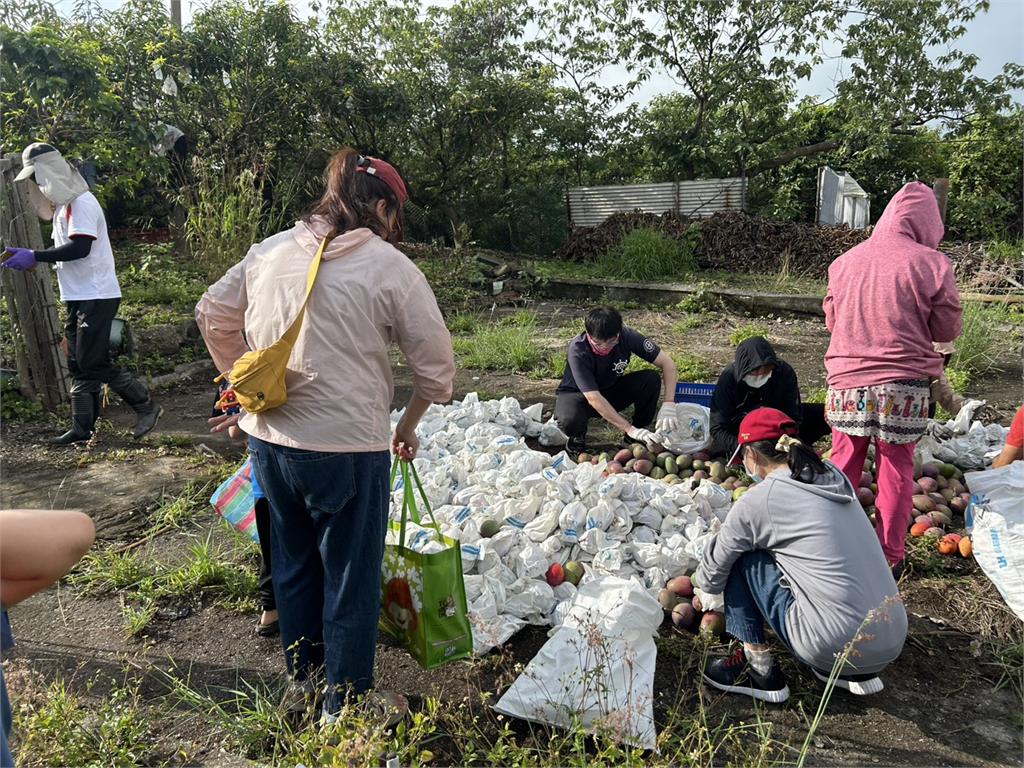 芒果大豐收！果農邀網友免費採　果園一早湧人潮
