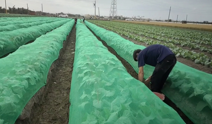 防颱作戰！柳丁盛產期　古坑果農多雇工人　拚搶收