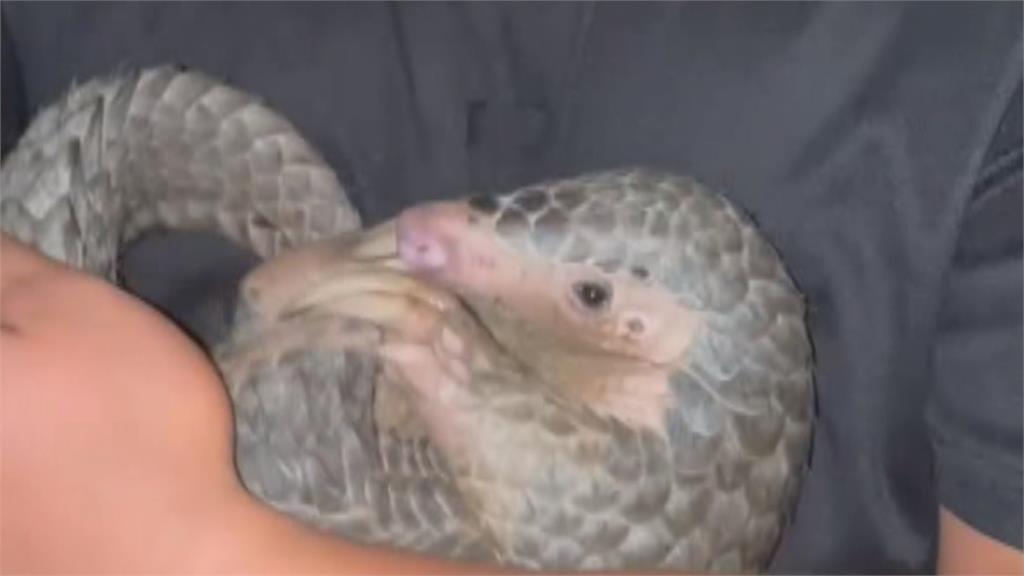 越南籍移工販售穿山甲 賺了錢竟落跑出境