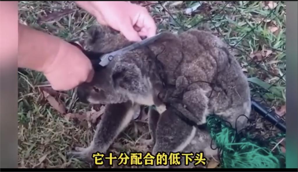 親情不分物種!小無尾熊救母影片觸動人心「網友讚爆」。