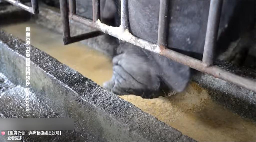 明年底全面禁用廚餘　屏東黑豬農：台灣黑豬產業會滅絕