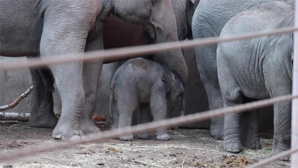 哥本哈根動物園象寶寶誕生　站立搖搖晃晃模樣超萌
