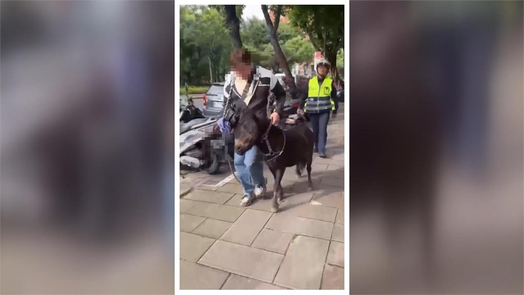 迷你馬逃家！亂竄北投市區　熱心民眾協助帶離　