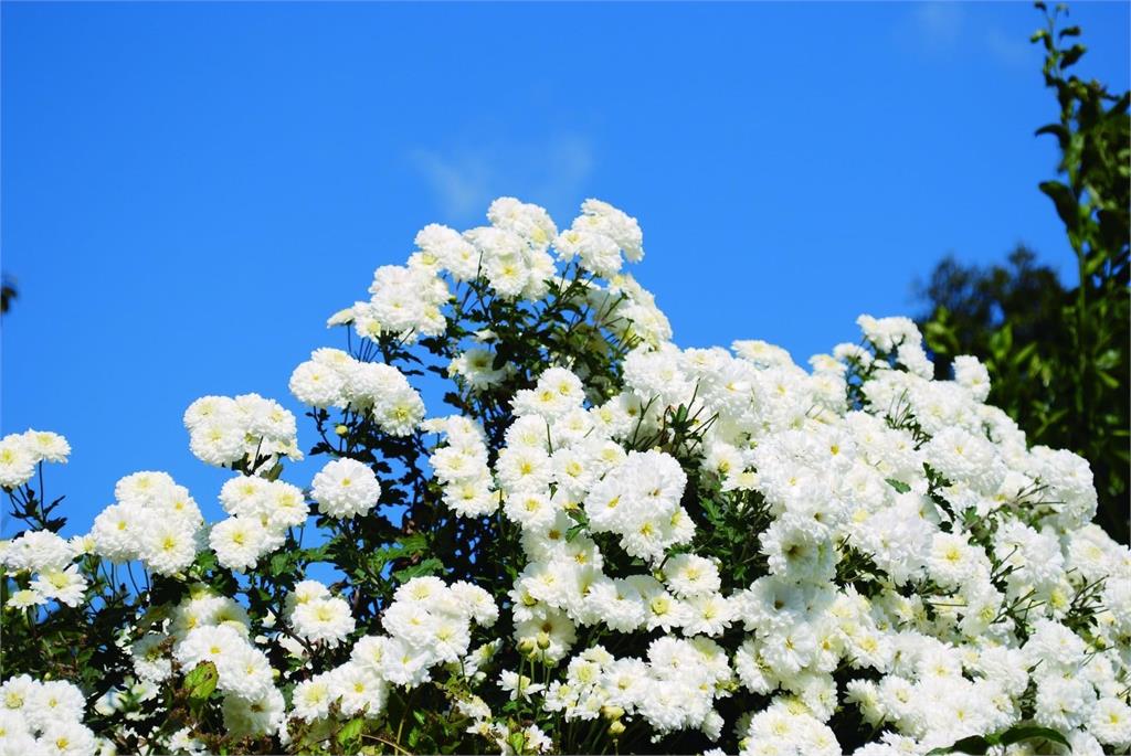 熊本夢幻凍齡之花 「不知火菊」 朵茉麗蔻獨家抗老原料獲日本專利認證