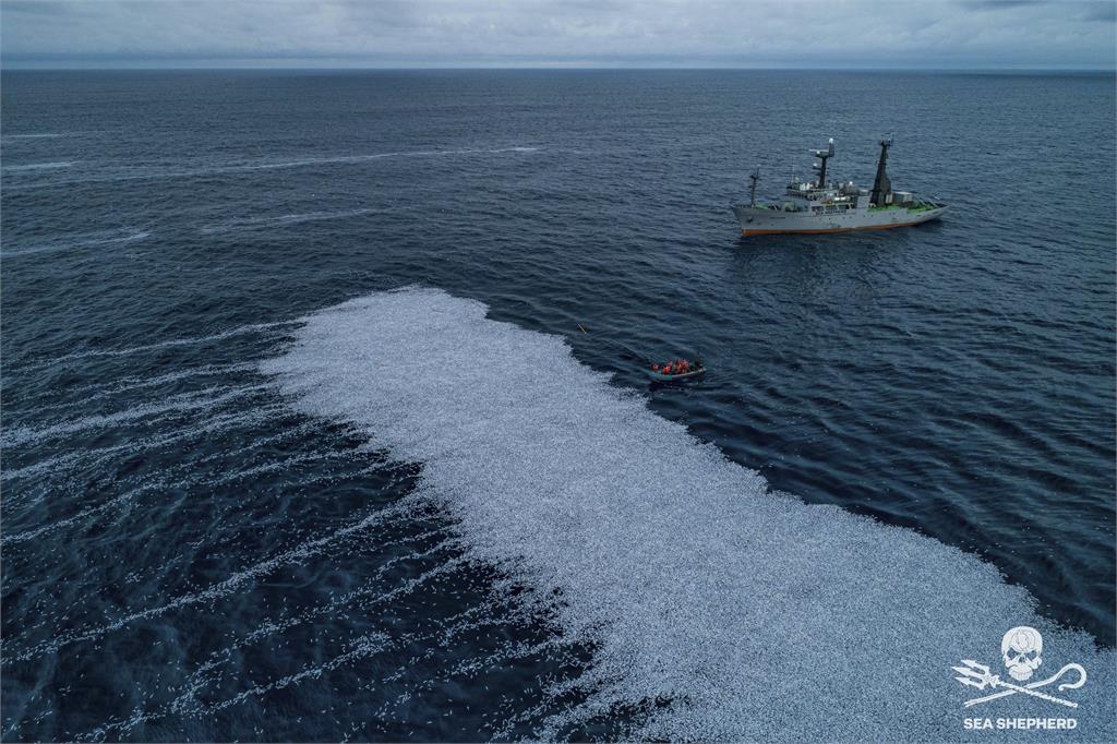 密集恐懼症勿入：法國「10萬條死魚」海上漂　全球第2大漁船惹禍！