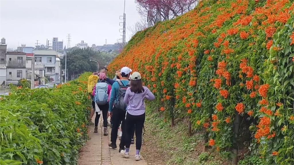 滿版炮仗花海 公館金橘瀑布罩紅磚老屋成打卡秘境