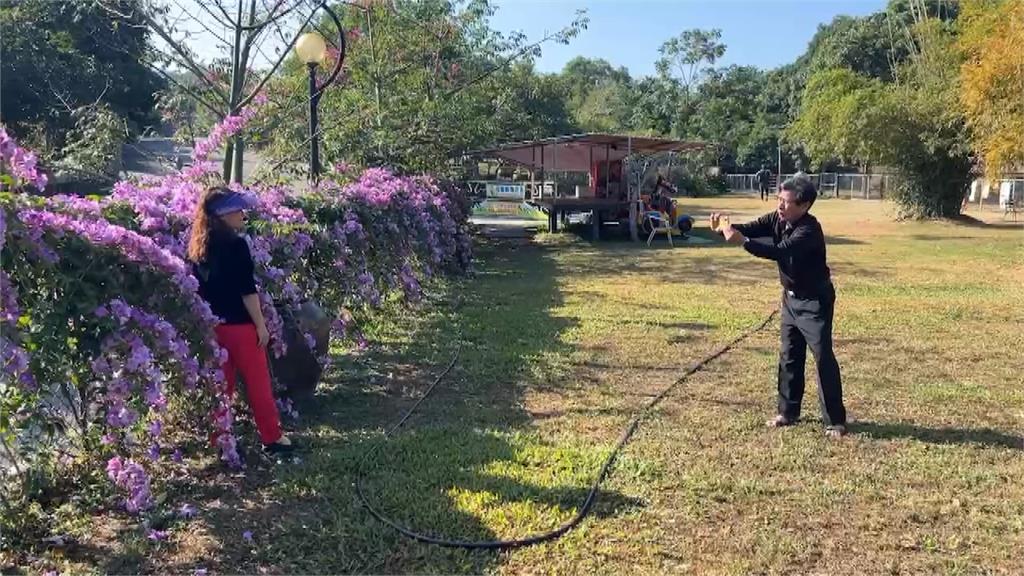 美不勝收!彰化芬園"仙草花秘境"大爆發 東外環道"蒜香藤花"綻放