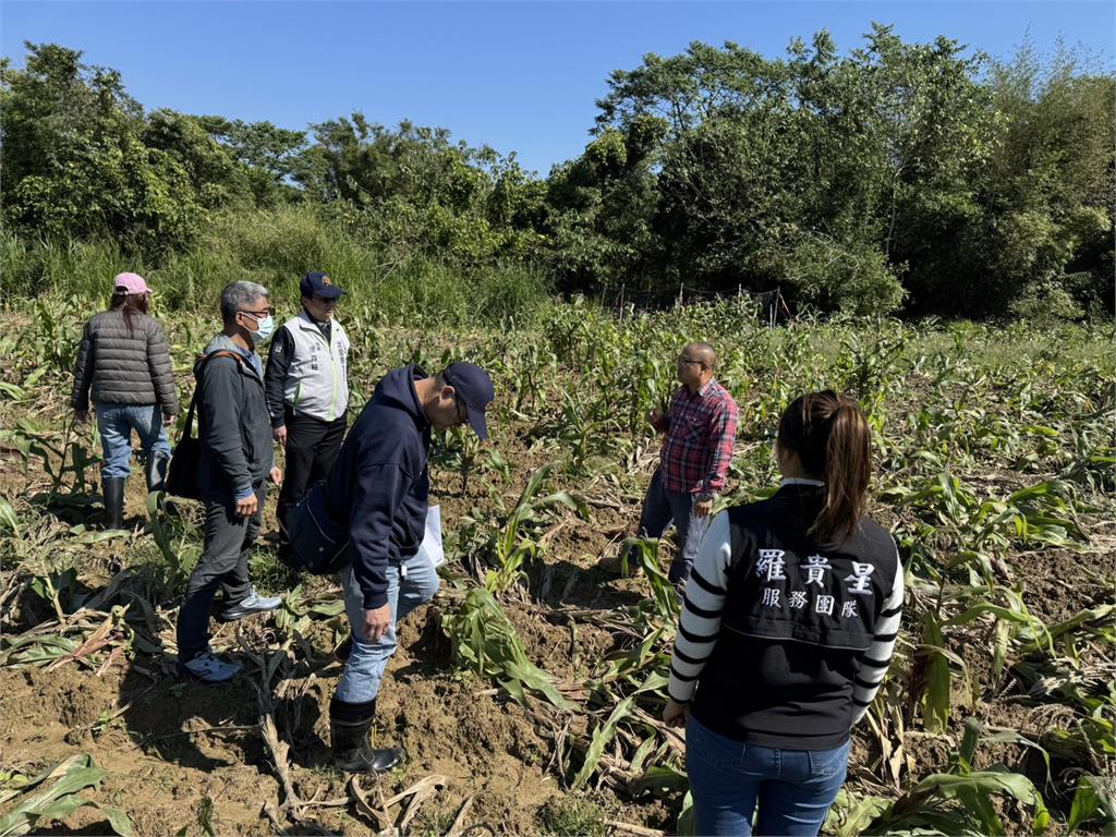 快新聞/山豬肆虐玉米田農民苦不堪言 沈發惠辦公室今再偕同地方會勘