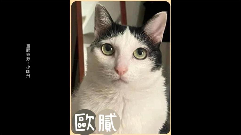 天王星三花貓「花花」脫困 眾人集氣盼「歐膩」早日回家