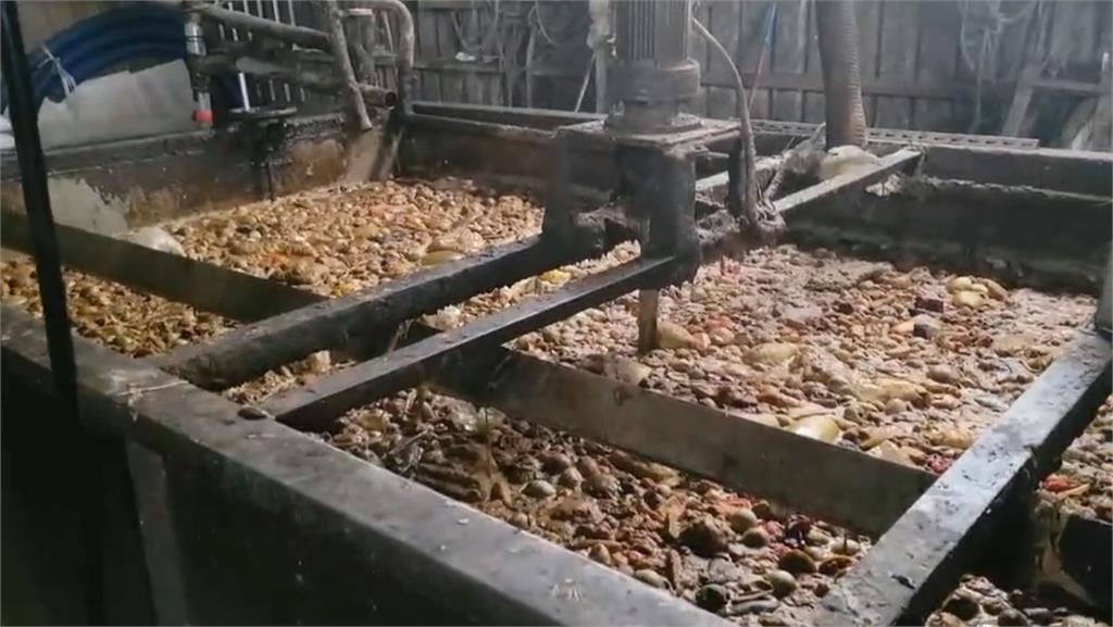 明年底全面禁用廚餘　屏東黑豬農：台灣黑豬產業會滅絕