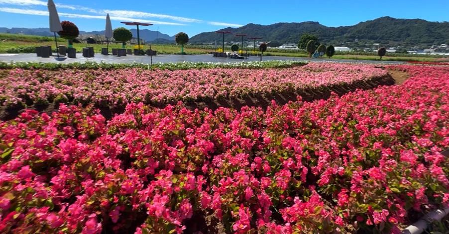 盧秀燕誇口豬瘟「成功拆彈」 徐國勇怒喊:把豬還給我們